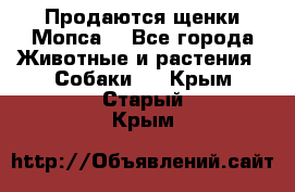 Продаются щенки Мопса. - Все города Животные и растения » Собаки   . Крым,Старый Крым